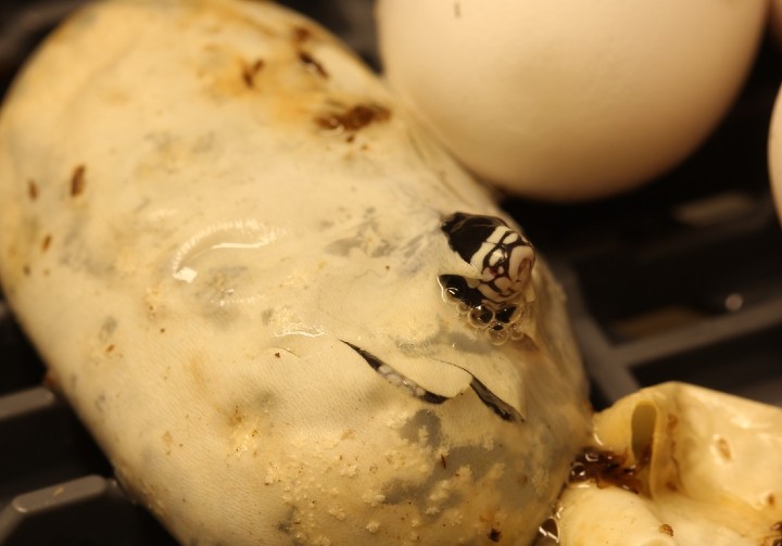 California Kingsnake
